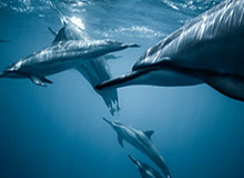 开云体育官网-西安WE.九幽：队友可以更激进一点